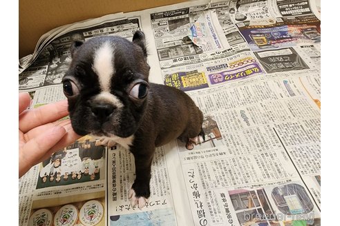 成約済の愛知県のボストンテリア-255755の9枚目