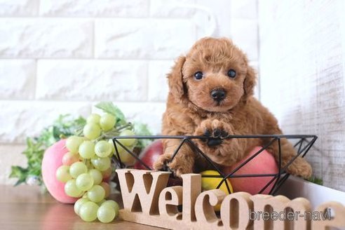 成約済の滋賀県のトイプードル-255776の4枚目