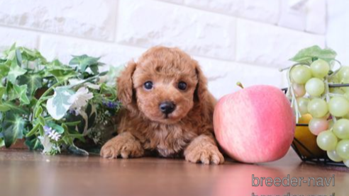 成約済の滋賀県のトイプードル-255776