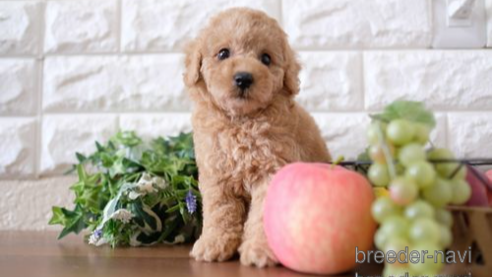 成約済の滋賀県のトイプードル-252947の1枚目