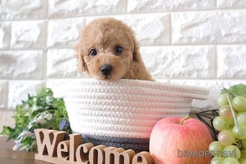 成約済の滋賀県のトイプードル-252947の6枚目