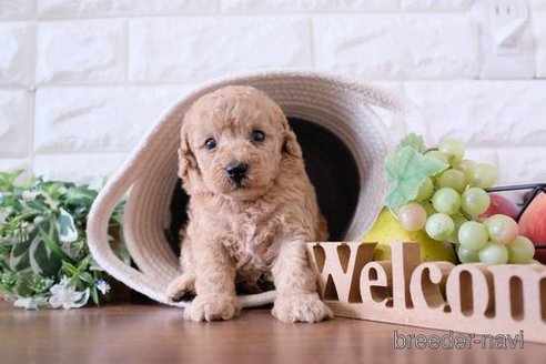 成約済の滋賀県のトイプードル-252947の3枚目