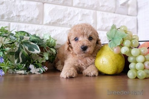 成約済の滋賀県のトイプードル-252947の2枚目