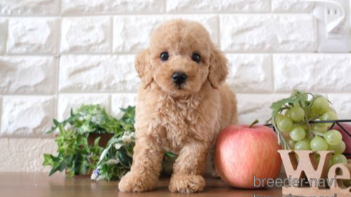 成約済の滋賀県のトイプードル-252959