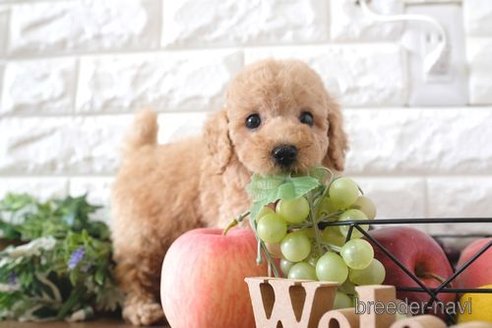 成約済の滋賀県のトイプードル-252959の6枚目