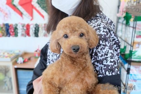 成約済の滋賀県のトイプードル-252959の4枚目