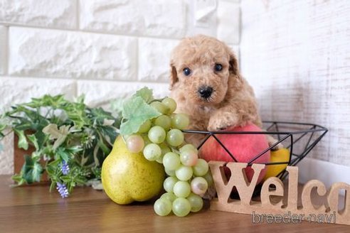 成約済の滋賀県のトイプードル-252959の3枚目