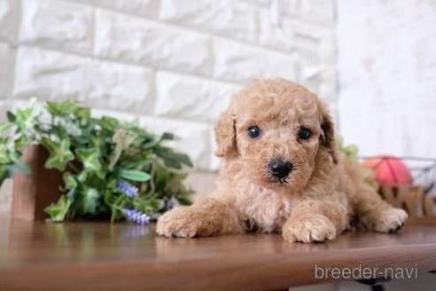 成約済の滋賀県のトイプードル-252959の2枚目