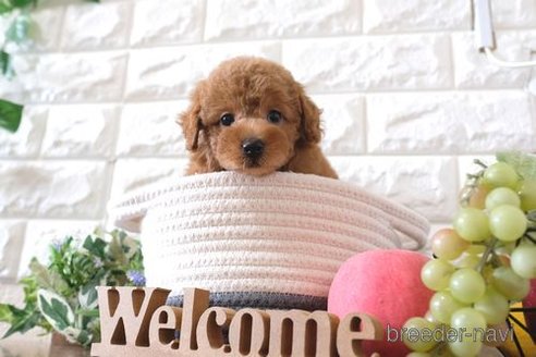 成約済の滋賀県のトイプードル-252970の4枚目