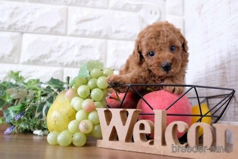 成約済の滋賀県のトイプードル-252970の3枚目