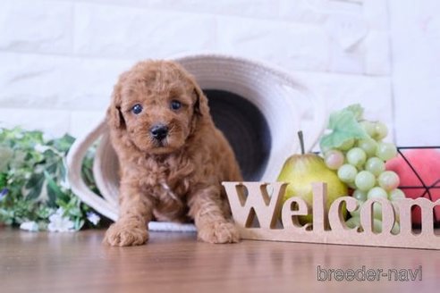 成約済の滋賀県のトイプードル-252970の2枚目