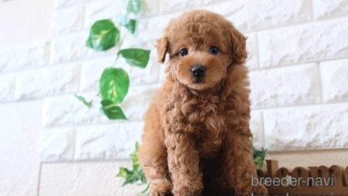 成約済の滋賀県のトイプードル-252970