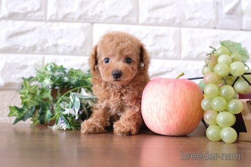 成約済の滋賀県のトイプードル-252973の4枚目