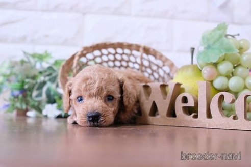 成約済の滋賀県のトイプードル-252973の3枚目