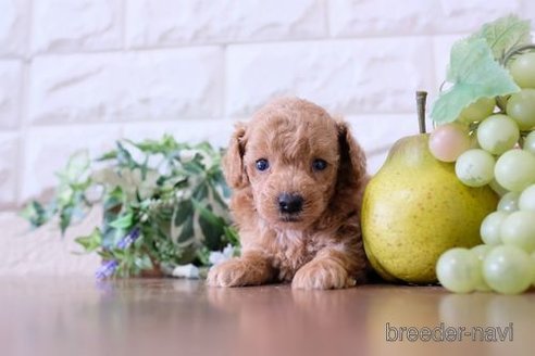成約済の滋賀県のトイプードル-252973の2枚目