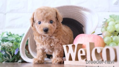 成約済の滋賀県のトイプードル-252973