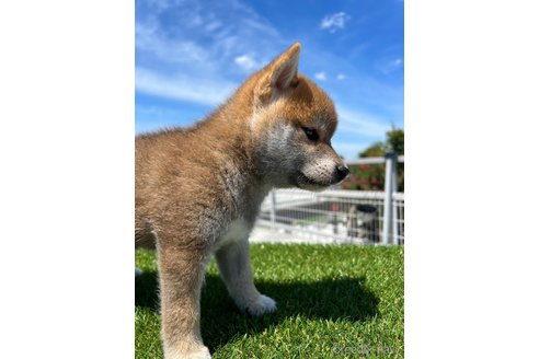 成約済の埼玉県の柴犬-255789の4枚目