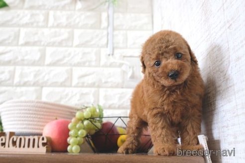 成約済の滋賀県のトイプードル-252975の4枚目