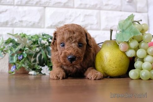 成約済の滋賀県のトイプードル-252975の3枚目