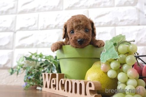 成約済の滋賀県のトイプードル-252975の2枚目