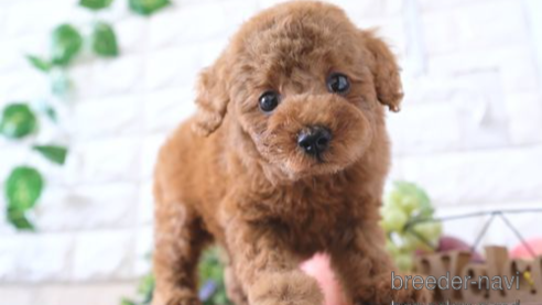 成約済の滋賀県のトイプードル-252975の1枚目