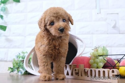 成約済の滋賀県のトイプードル-252976の4枚目