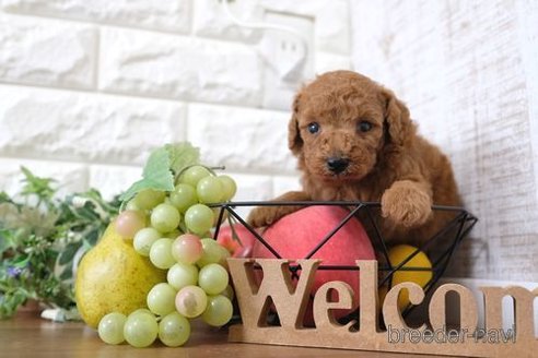 成約済の滋賀県のトイプードル-252976の3枚目