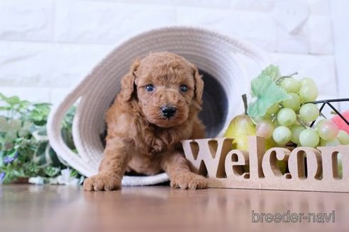 成約済の滋賀県のトイプードル-252976の2枚目