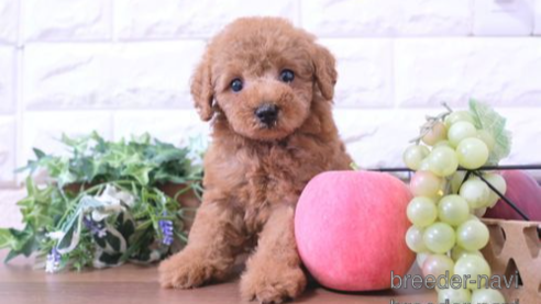 成約済の滋賀県のトイプードル-252976の1枚目