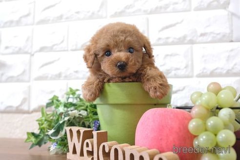 成約済の滋賀県のトイプードル-252980の4枚目