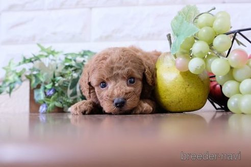 成約済の滋賀県のトイプードル-252980の3枚目