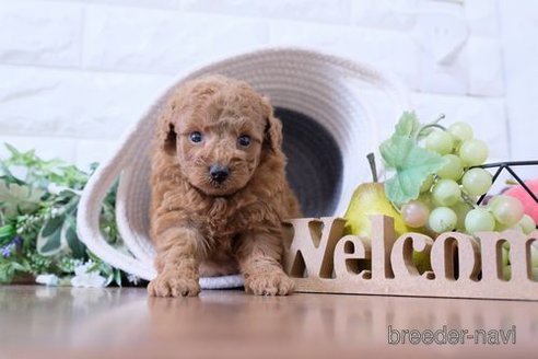 成約済の滋賀県のトイプードル-252980の2枚目