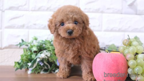 成約済の滋賀県のトイプードル-252980の1枚目