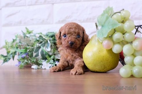 成約済の滋賀県のトイプードル-252983の4枚目