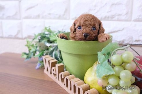 成約済の滋賀県のトイプードル-252983の3枚目