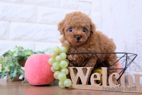 成約済の滋賀県のトイプードル-252983の2枚目