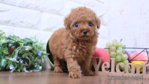 成約済の滋賀県のトイプードル-252983の1枚目