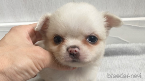 成約済の愛知県のチワワ(ロングコート)-255798の1枚目