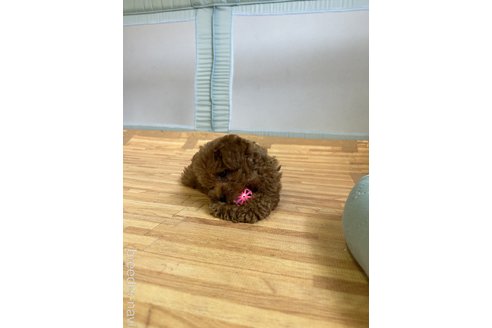 成約済の東京都のタイニープードル-253845の3枚目