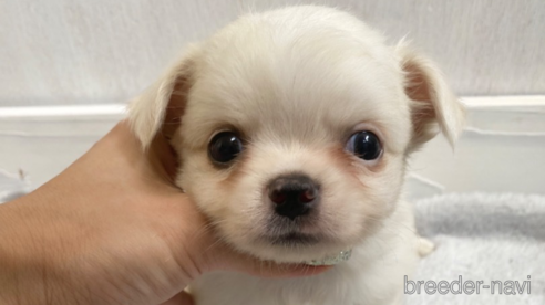 成約済の愛知県のチワワ(ロングコート)-255800