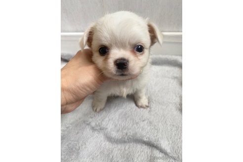 成約済の愛知県のチワワ(ロングコート)-255800の3枚目