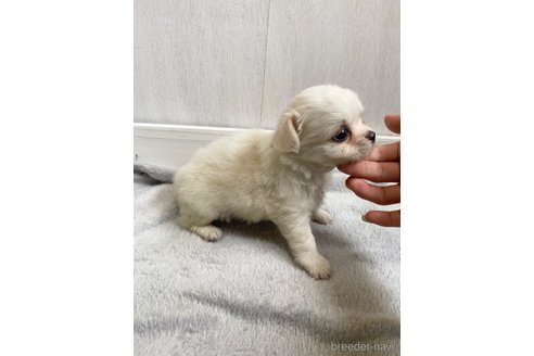 成約済の愛知県のチワワ(ロングコート)-255800の5枚目