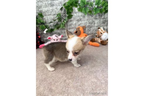 成約済の愛知県のウェルシュコーギーペンブローク-255804の2枚目