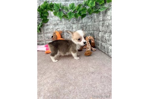 成約済の愛知県のウェルシュコーギーペンブローク-255804の3枚目