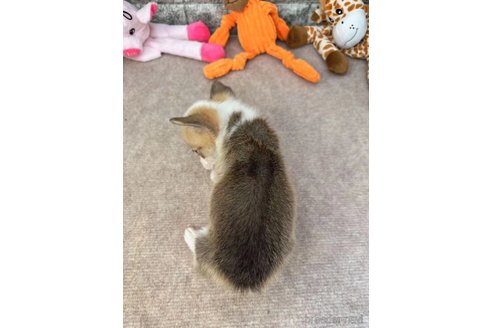 成約済の愛知県のウェルシュコーギーペンブローク-255804の4枚目