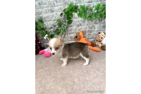 成約済の愛知県のウェルシュコーギーペンブローク-255804の5枚目