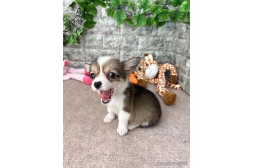 成約済の愛知県のウェルシュコーギーペンブローク-255808の4枚目