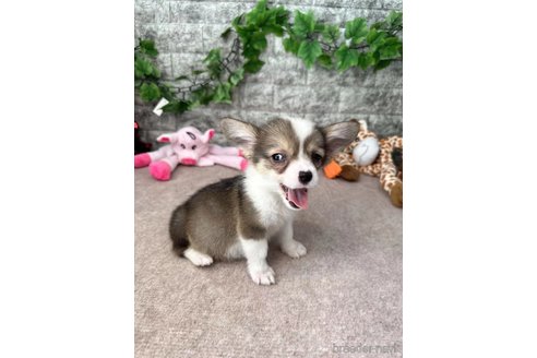 成約済の愛知県のウェルシュコーギーペンブローク-255808の5枚目