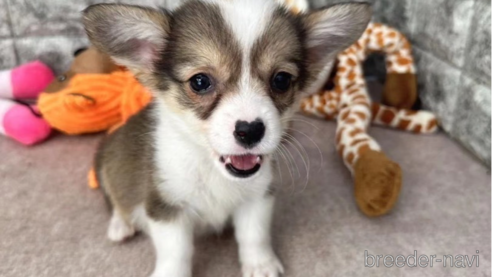 成約済の愛知県のウェルシュコーギーペンブローク-255808