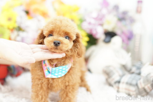 成約済の埼玉県のミックス犬-255817の4枚目